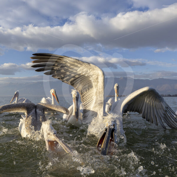 A group of Dalmatian Pelicans diving for fish in Kerkini National Park, Greece - Nature Stock Photo Agency