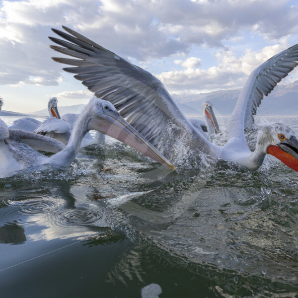 A group of Dalmatian Pelicans fighting for some food in Lake Kerkini National Park, Greece - Nature Stock Photo Agency