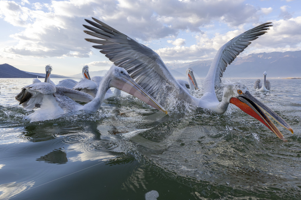 A group of Dalmatian Pelicans fighting for some food in Lake Kerkini National Park, Greece - Nature Stock Photo Agency