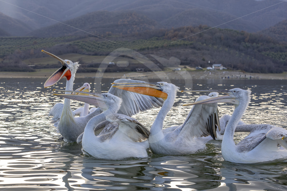 A group of Dalmatian Pelicans (Pelecanus crispus) during sunset on Lake Kerkini, Greece - Nature Stock Photo Agency