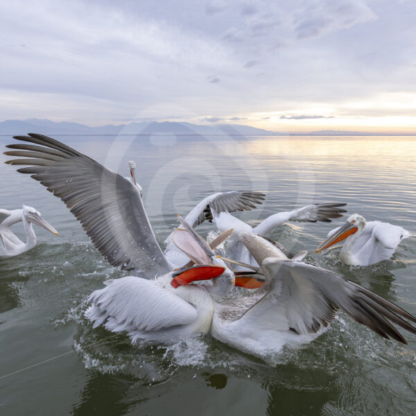 A group of Dalmatian Pelicans (Pelecanus crispus) fighting with each other on Lake Kerkini, Greece - Nature Stock Photo Agency