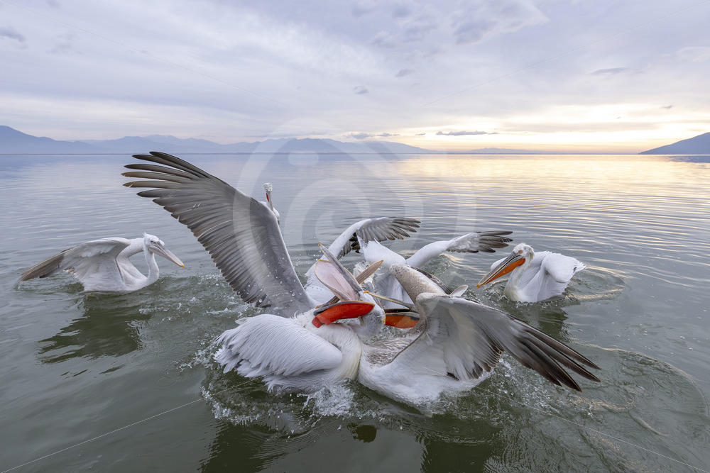 A group of Dalmatian Pelicans (Pelecanus crispus) fighting with each other on Lake Kerkini, Greece - Nature Stock Photo Agency