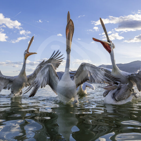 A group of Dalmatian Pelicans reaching out on Lake Kerkini, Central Macedonia, Greece - Nature Stock Photo Agency