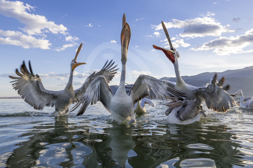 A group of Dalmatian Pelicans reaching out on Lake Kerkini, Central Macedonia, Greece - Nature Stock Photo Agency