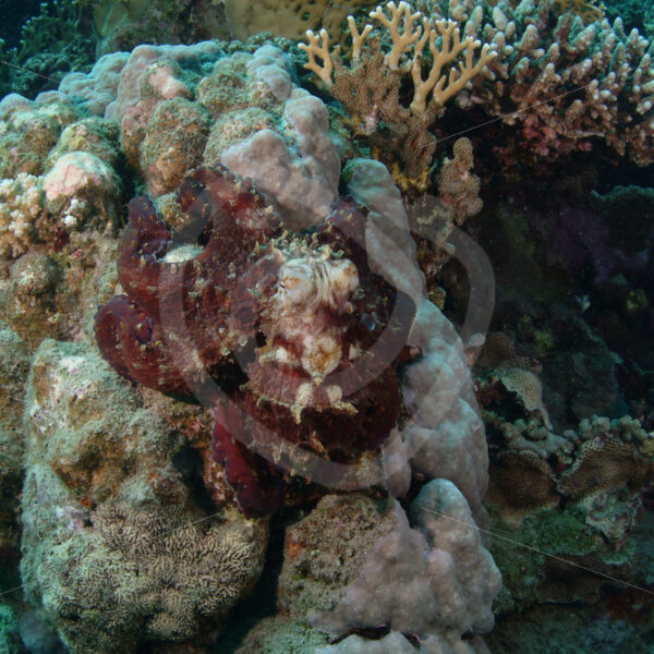 Abdopus horridus, Red Sea octopus or common reef octopus in Abu Dabbab, Marsa Alam, Egypt - Nature Stock Photo Agency