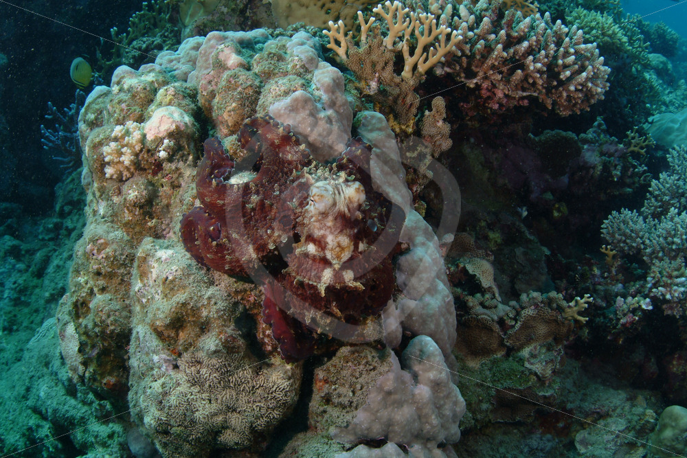 Abdopus horridus, Red Sea octopus or common reef octopus in Abu Dabbab, Marsa Alam, Egypt - Nature Stock Photo Agency