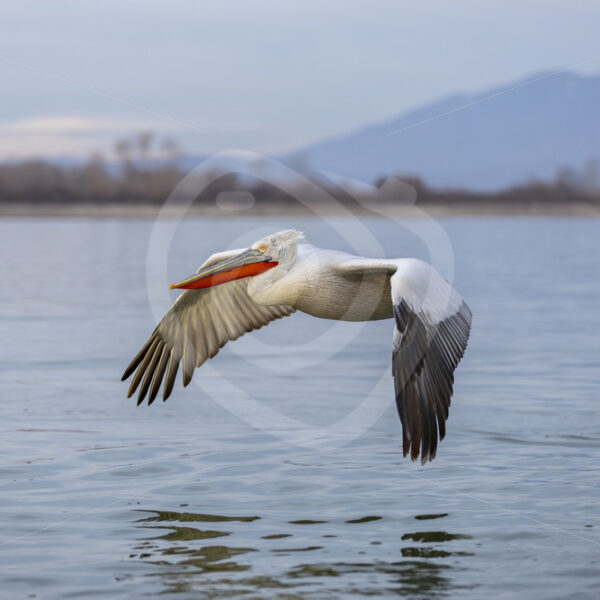 Adult Dalmatian Pelican (Pelecanus crispus) closely flying over Lake Kerkini, Greece - Nature Stock Photo Agency