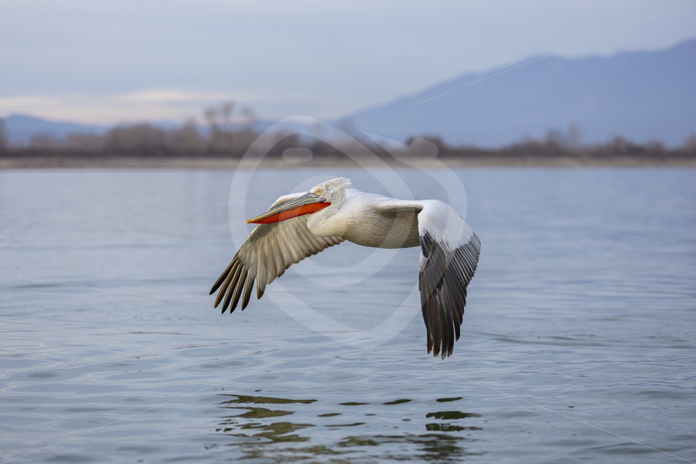 Adult Dalmatian Pelican (Pelecanus crispus) closely flying over Lake Kerkini, Greece - Nature Stock Photo Agency