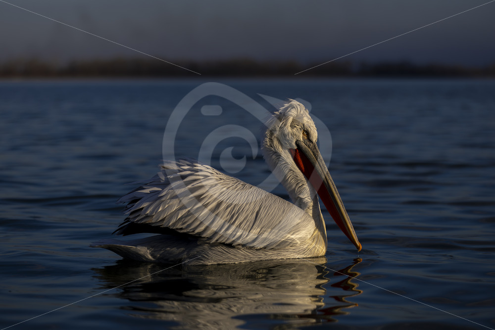 Adult Dalmatian Pelican (Pelecanus crispus) in the golden hour on Lake Kerkini, Greece - Nature Stock Photo Agency