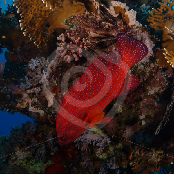 Cephalopholis miniata or coral grouper on a reef in Abu Dabbab, Egypt - Nature Stock Photo Agency