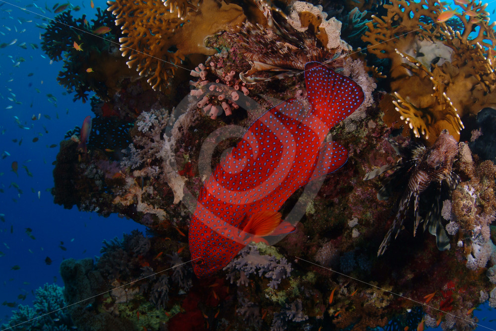 Cephalopholis miniata or coral grouper on a reef in Abu Dabbab, Egypt - Nature Stock Photo Agency