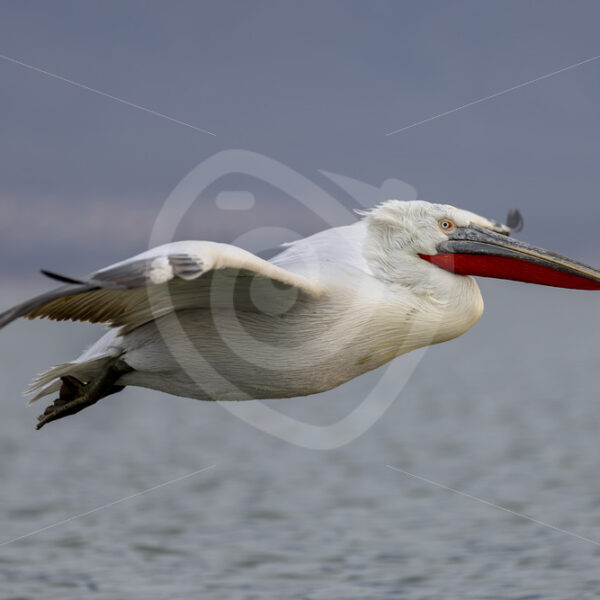 Close by flying Dalmatian Pelican, National Park Kerkini, Greece - Nature Stock Photo Agency