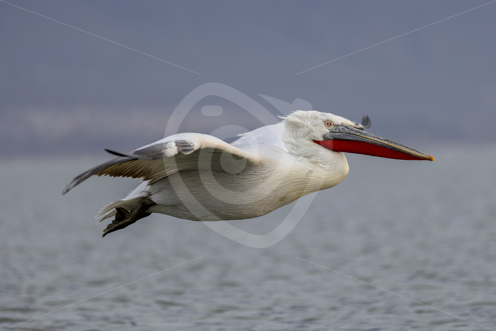Close by flying Dalmatian Pelican, National Park Kerkini, Greece - Nature Stock Photo Agency