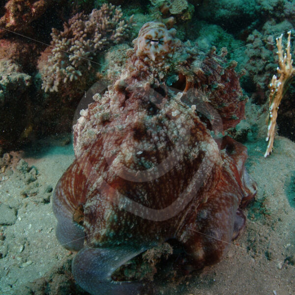 Common reef octopus (Abdopus horridus) in Abu Dabbab, Marsa Alam, Egypt - Nature Stock Photo Agency