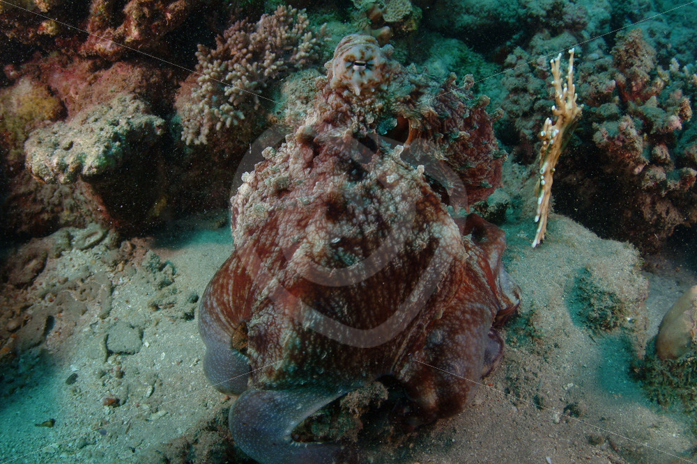 Common reef octopus (Abdopus horridus) in Abu Dabbab, Marsa Alam, Egypt - Nature Stock Photo Agency