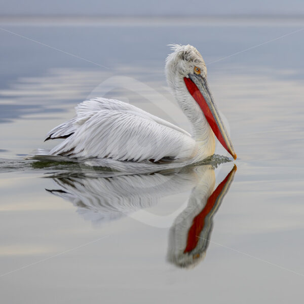 Dalmatian Pelican crusing by on Lake Kerkini, Kerkini National Park, Greece - Nature Stock Photo Agency
