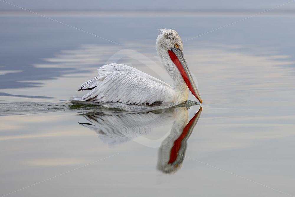 Dalmatian Pelican crusing by on Lake Kerkini, Kerkini National Park, Greece - Nature Stock Photo Agency