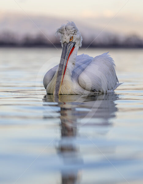 Dalmatian Pelican during the evening light, Lake Kerkini, Greece - Nature Stock Photo Agency