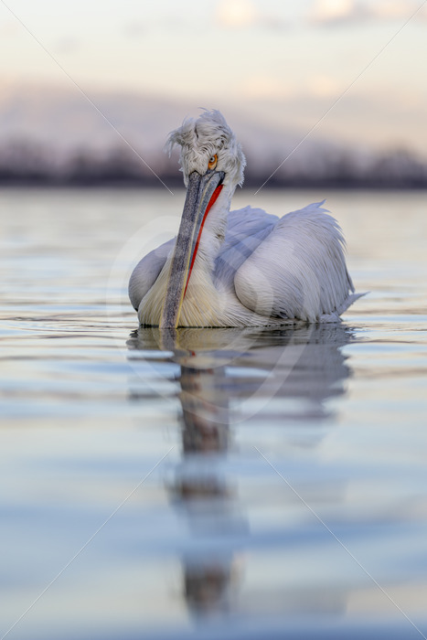 Dalmatian Pelican during the evening light, Lake Kerkini, Greece - Nature Stock Photo Agency Dalmatian Pelican during the evening light, Lake Kerkini, Greece - Nature Stock Photo Agency