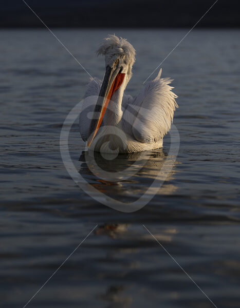 Dalmatian pelican during the evening light on Kerkini lake, Greece - Nature Stock Photo Agency