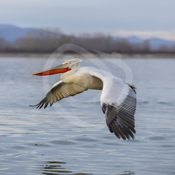 Dalmatian Pelican flying over Lake Kerkini during late afternoon sun, Kerkini National Park, Greece - Nature Stock Photo Agency