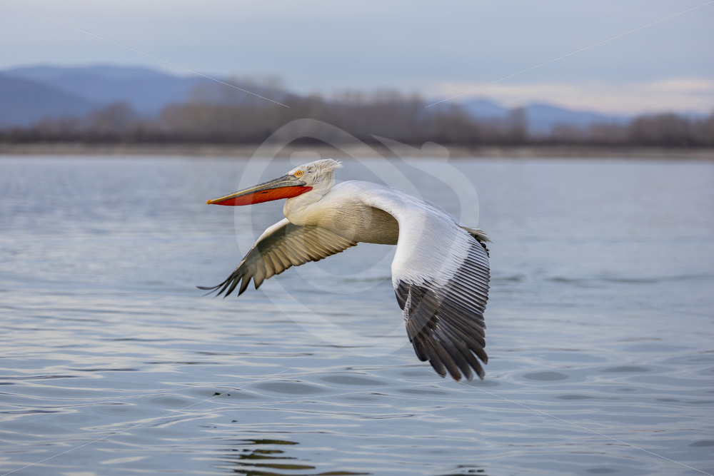 Dalmatian Pelican flying over Lake Kerkini during late afternoon sun, Kerkini National Park, Greece - Nature Stock Photo Agency