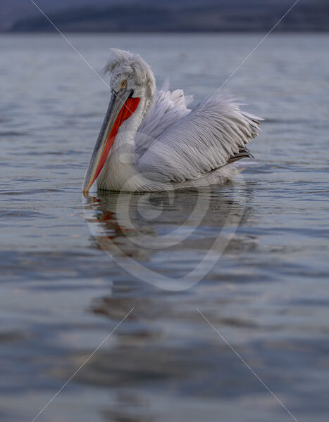 Dalmatian pelican in the wind on Lake Kerkini, Kerkini National Park, Greece - Nature Stock Photo Agency