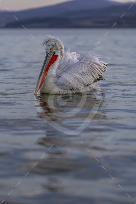 Dalmatian pelican in the wind on Lake Kerkini, Kerkini National Park, Greece - Nature Stock Photo Agency
