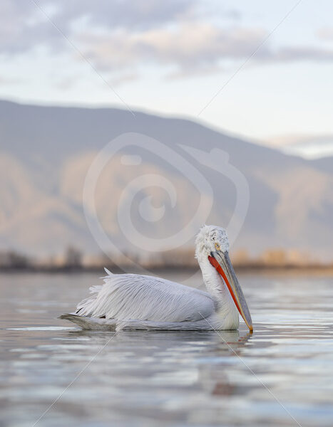 Dalmatian pelican on the silky waters of Lake Kerkini, Greece - Nature Stock Photo Agency