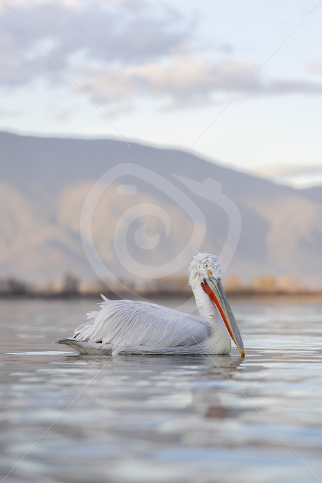Dalmatian pelican on the silky waters of Lake Kerkini, Greece - Nature Stock Photo Agency