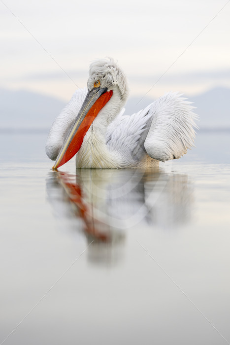Dalmatian Pelican (Pelecanus crispus) during late afternoon soft light, Lake Kerkini, Greece - Nature Stock Photo Agency