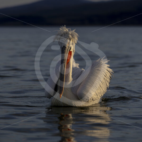Dalmatian pelican (Pelecanus crispus) during the evening light on Kerkini lake, Greece - Nature Stock Photo Agency
