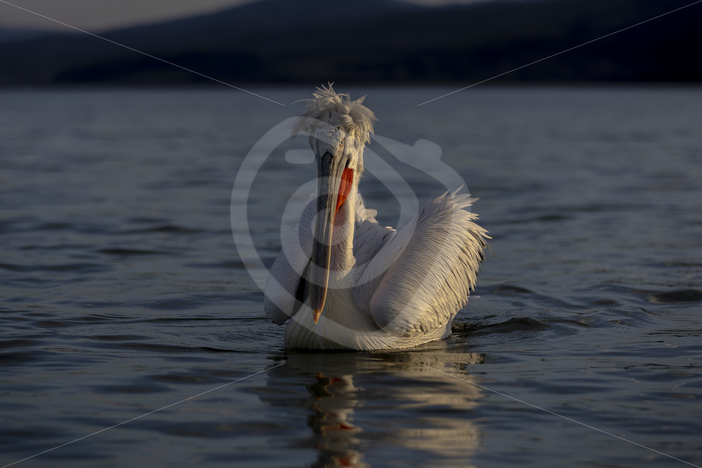 Dalmatian pelican (Pelecanus crispus) during the evening light on Kerkini lake, Greece - Nature Stock Photo Agency