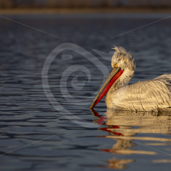 Dalmatian pelican (Pelecanus crispus) enjoying the evening sun in Kerkini national park, Greece - Nature Stock Photo Agency