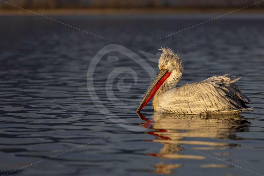 Dalmatian pelican (Pelecanus crispus) enjoying the evening sun in Kerkini national park, Greece - Nature Stock Photo Agency Dalmatian pelican (Pelecanus crispus) enjoying the evening sun in Kerkini national park, Greece - Nature Stock Photo Agency