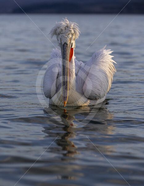 Dalmatian pelican (Pelecanus crispus) floating in Lake Kerkini, Greece - Nature Stock Photo Agency
