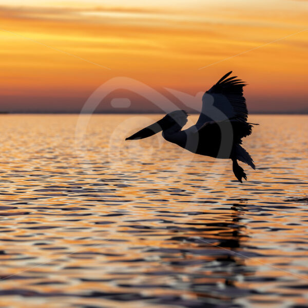 Dalmatian pelican (Pelecanus crispus) flying in the sunset on Lake Kerkini, northern Greece - Nature Stock Photo Agency