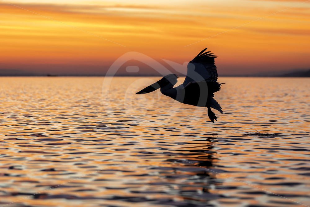 Dalmatian pelican (Pelecanus crispus) flying in the sunset on Lake Kerkini, northern Greece - Nature Stock Photo Agency