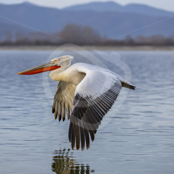 Dalmatian Pelican (Pelecanus crispus) flying over Lake Kerkini, Greece - Nature Stock Photo Agency