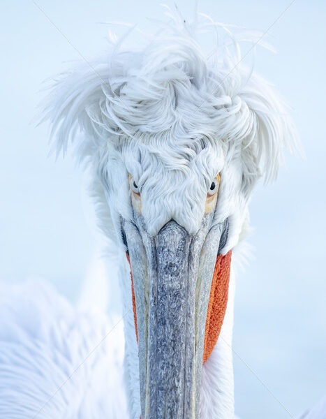 Dalmatian pelican (Pelecanus crispus) frontal portrait in Greece - Nature Stock Photo Agency