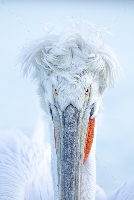Dalmatian pelican (Pelecanus crispus) frontal portrait in Greece - Nature Stock Photo Agency Dalmatian pelican (Pelecanus crispus) frontal portrait in Greece - Nature Stock Photo Agency