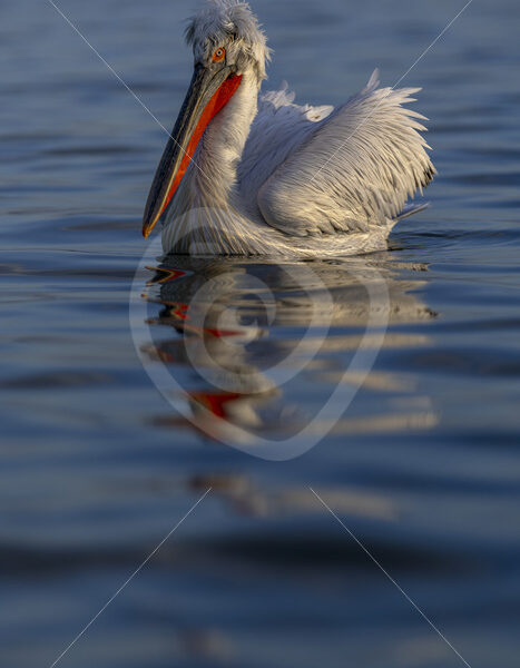 Dalmatian pelican (Pelecanus crispus) in the evening sun on Kerkini national park, Greece - Nature Stock Photo Agency
