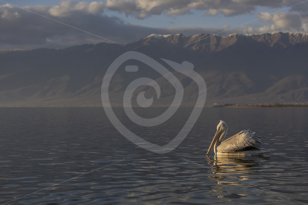 Dalmatian Pelican (Pelecanus Crispus) in the landscape on lake Kerkini with the Bulgarian mountains in the background - Nature Stock Photo Agency