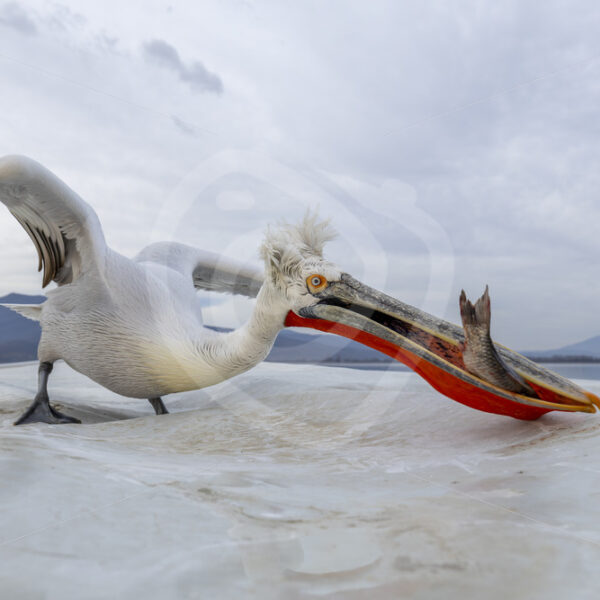 Dalmatian Pelican (Pelecanus crispus) jumping on the boat with a fish, Lake Kerkini, Greece - Nature Stock Photo Agency