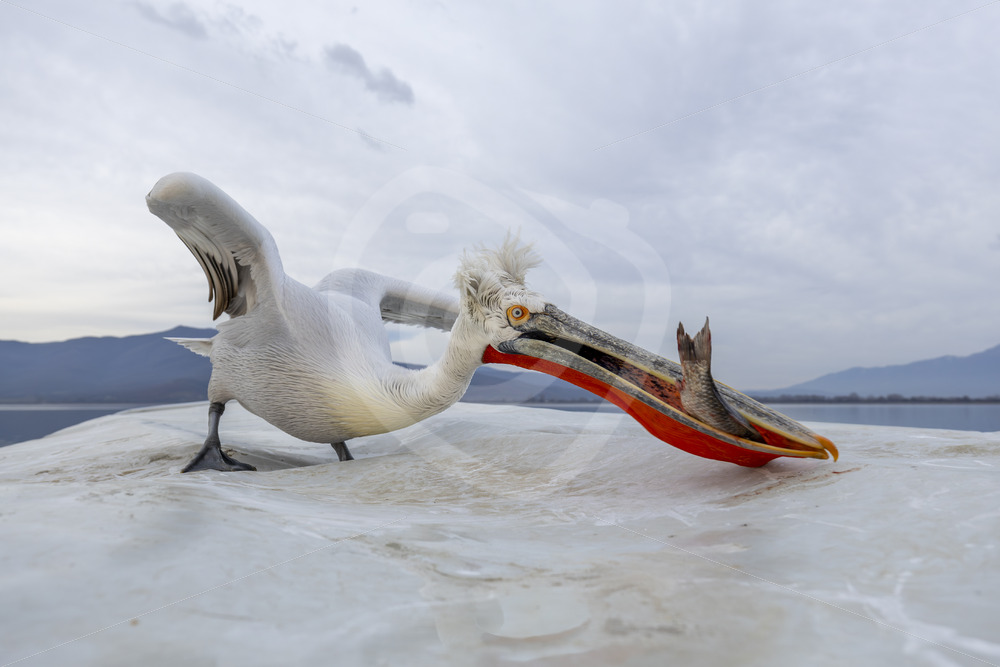 Dalmatian Pelican (Pelecanus crispus) jumping on the boat with a fish, Lake Kerkini, Greece - Nature Stock Photo Agency