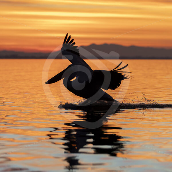 Dalmatian pelican (Pelecanus crispus) landing in the sunset on Lake Kerkini, northern Greece - Nature Stock Photo Agency