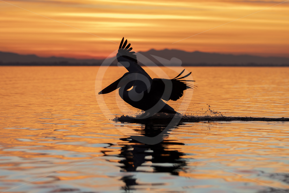 Dalmatian pelican (Pelecanus crispus) landing in the sunset on Lake Kerkini, northern Greece - Nature Stock Photo Agency