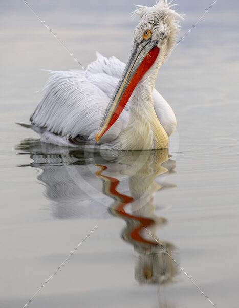 Dalmatian Pelican (Pelecanus crispus) looking back on Lake Kerkini, Greece - Nature Stock Photo Agency