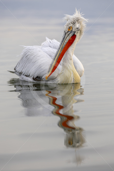 Dalmatian Pelican (Pelecanus crispus) looking back on Lake Kerkini, Greece - Nature Stock Photo Agency