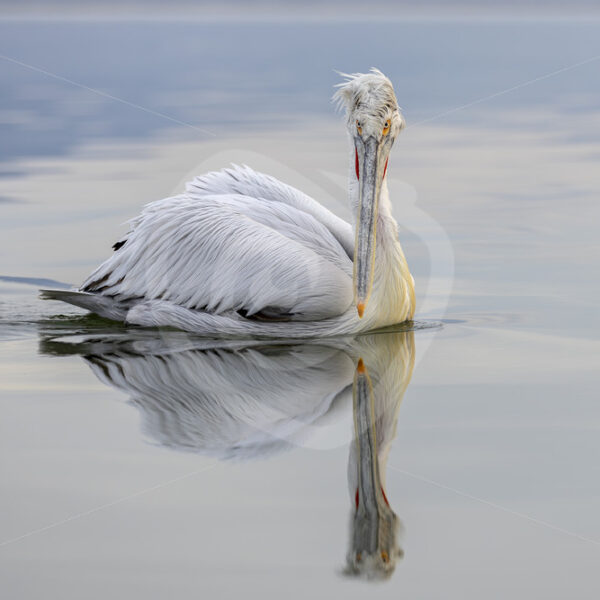 Dalmatian Pelican (Pelecanus crispus) passing by on Lake Kerkini, Greece - Nature Stock Photo Agency
